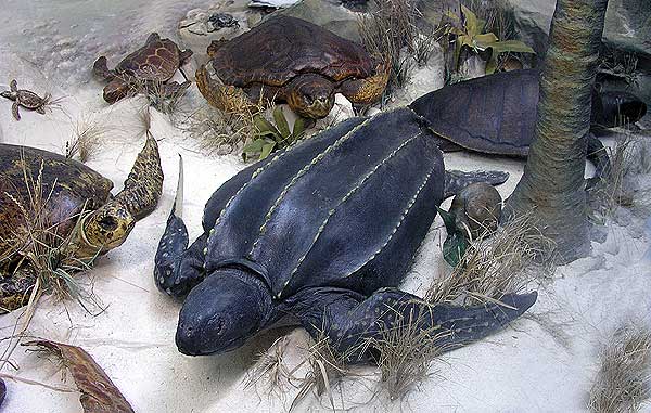 Черепахи в диораме 