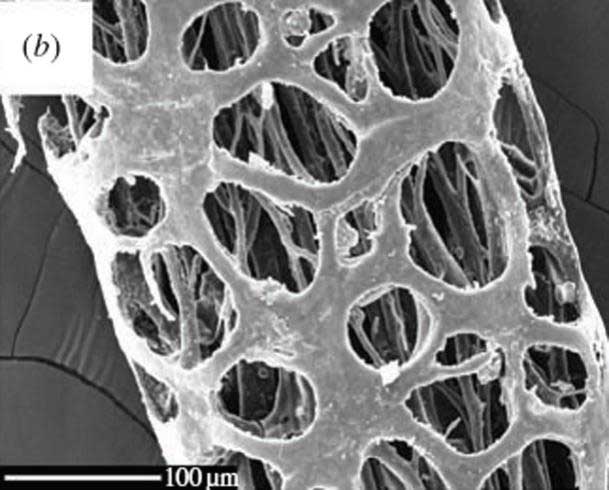 Строение волоса африканского косматого хомяка под электронным микроскопом