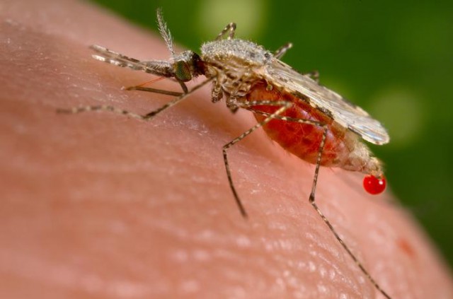 Малярийный комар. Фото с сайта http://art-of-trip.ru