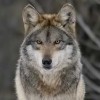 Волк (Canis lupus). Фото с сайта http://carnivoraforum.com