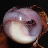 Яйцо червяги семейства Chikilidae. Виден формирующийся зародыш. Фото авторов оригинальной статьи