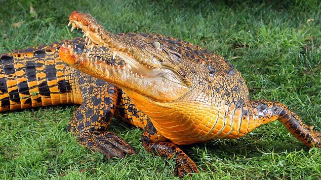 Оранжевый крокодил Снэппи