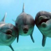 Дельфины. Фото предоставлено Dorothee Kremers
