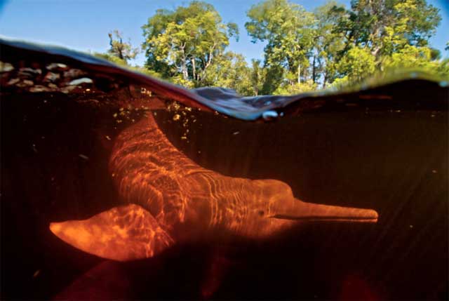 Речные амазонские дельфины. Фото Кевин Шейфер