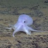 Осьминог-привидение. Фото NOAA