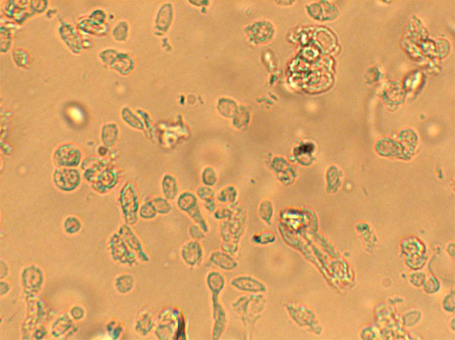 Клетки обонятельного эпителия под световым микроскопом. Кадр видео (дополнительные материалы к оригинальной статье)