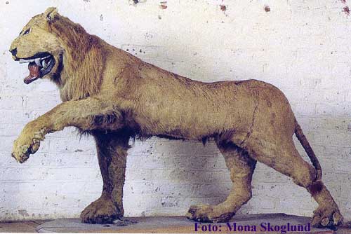 Грипсхольмский лев