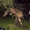 Пьяный лось на дереве