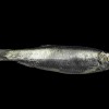 Чешуя в обход законов оптики делает рыб невидимыми для хищников. Фото Hans Hillewaert/Wikipedia