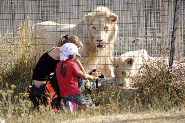 Фотосессия со львами