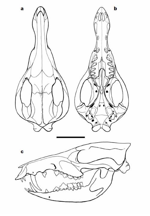 Реконструкция черепа Cronopio dentiacutus. Масштабный отрезок – 5 мм. Рисунок из статьи G. W. Rougier, S. Apestegu?a, L. C. Gaetano