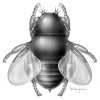 Самая маленькая муха Euryplatea nanaknihali. Реконструкция: Inna-Marie Strazhnik