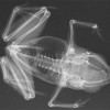Самое маленькое позвоночное - лягушка Paedophryne amauensis. Рентгеновский снимок. Фото из оригинальной статьи.