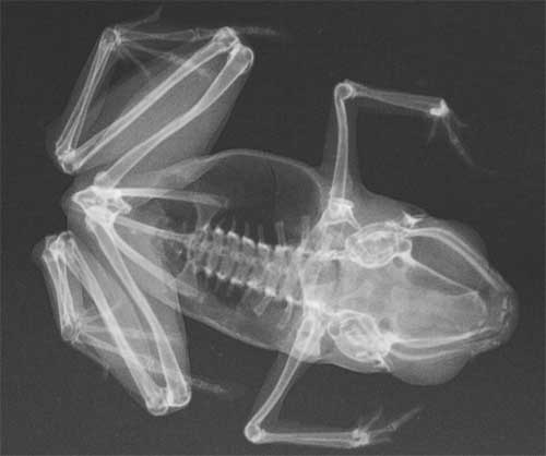 Самое маленькое позвоночное - лягушка Paedophryne amauensis. Рентгеновский снимок. Фото из оригинальной статьи.