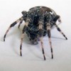 Spider (фото С.В. Леонов)