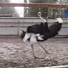 Танцующий страус из Крыма