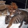 В ялтинском зоопарке «Сказка» родились двое амурских тигрят