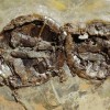 Смерть ископаемых черепах во время секса. Фото из оригинальной статьи