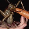 Гигантская вета - самое большое насекомое