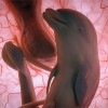 Зародыш дельфина