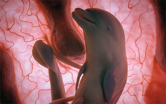 Зародыш дельфина