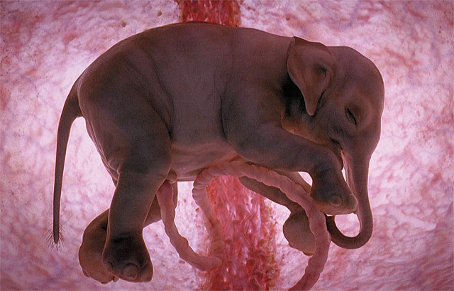 Слоненок в утробе матери