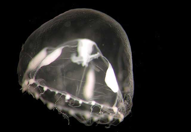 Медуза Phialella zappai