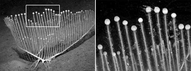 Chondrocladia lyra – увеличение