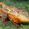 Оранжевый крокодил Снэппи (Фото: Alex Coppel Herald Sun)