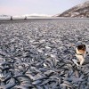 20 тонн сельди на пляже в Норвегии
