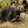 Пещерный медведь Ursus spaeleus. Реконструкция - Роман Учитель